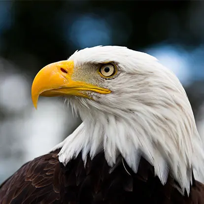 Eagle close up